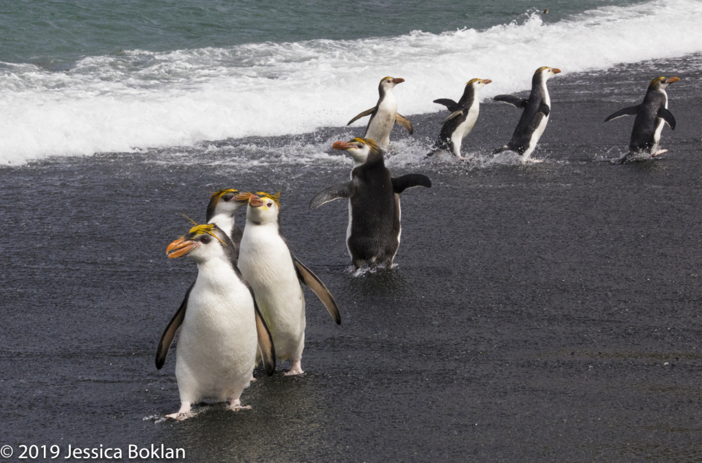 Royal Penguins