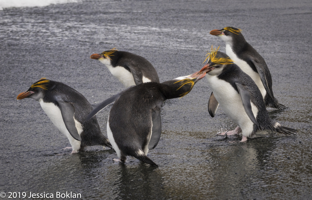 Royal Penguins Fighting