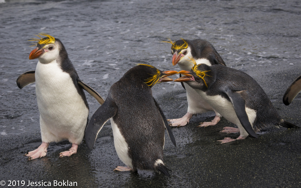 Juvenile Royal Penguins Fighting