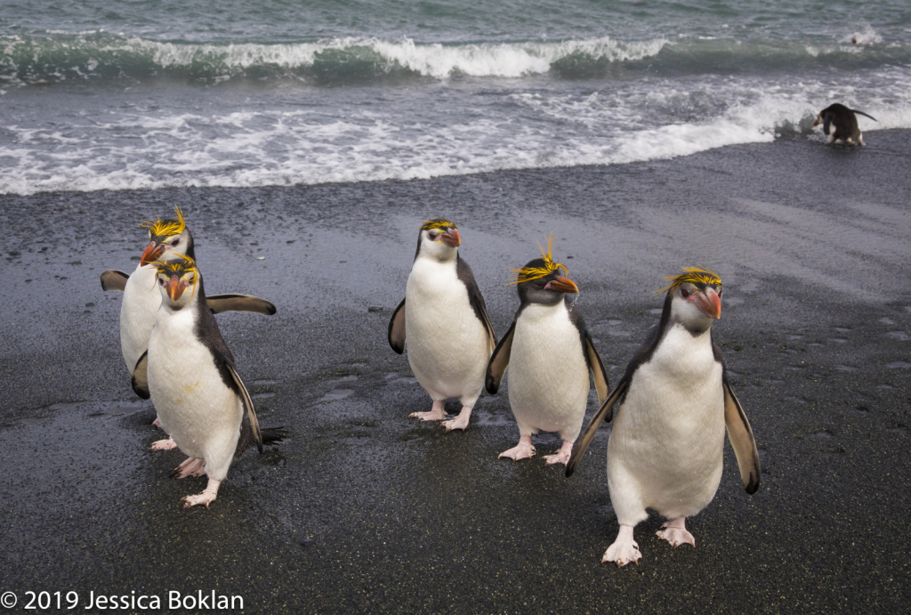 Royal Penguin Line-up
