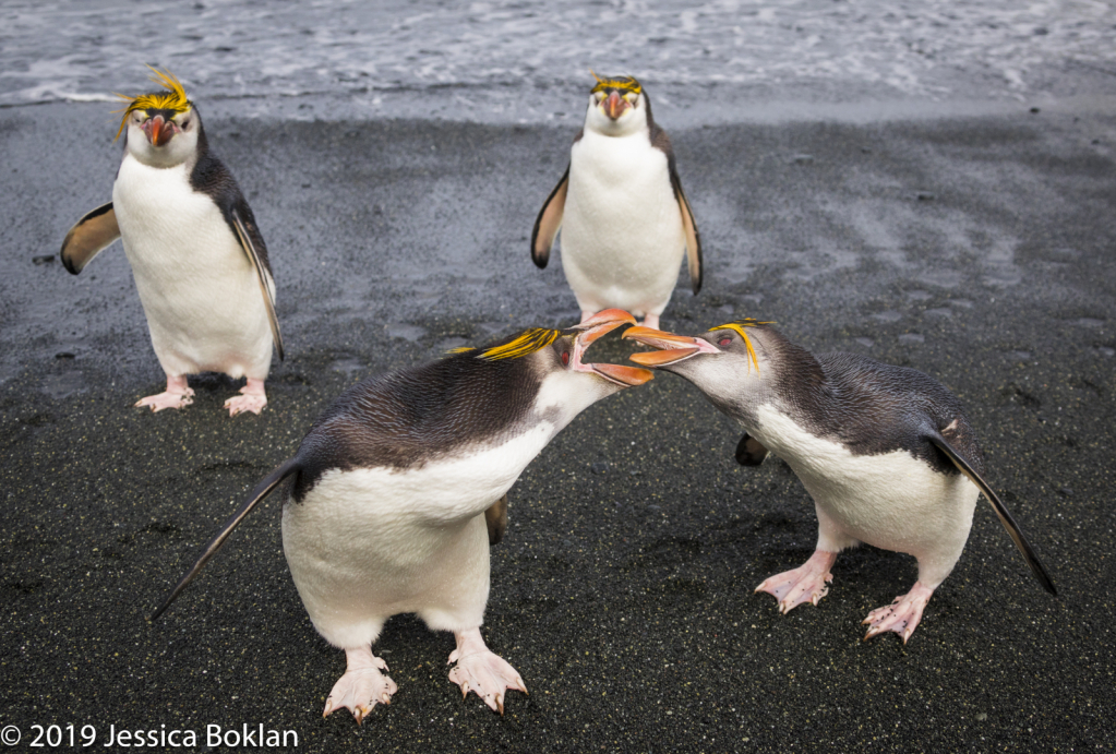 Royal Penguins Fighting