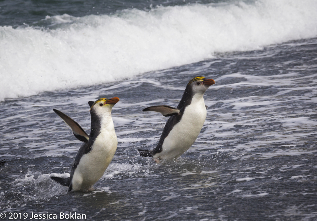 Royal Penguins Emerging from Sea
