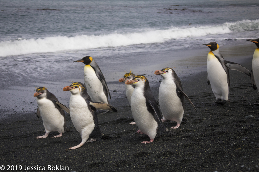 Royal Penguins joined by King Penguins Marching