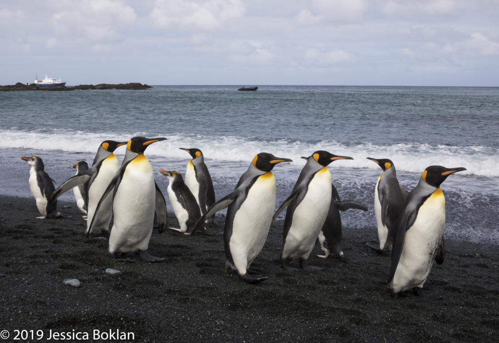Royal and King Penguin Intersection