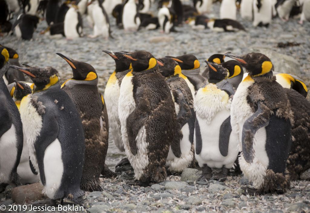 Molting King Penguins