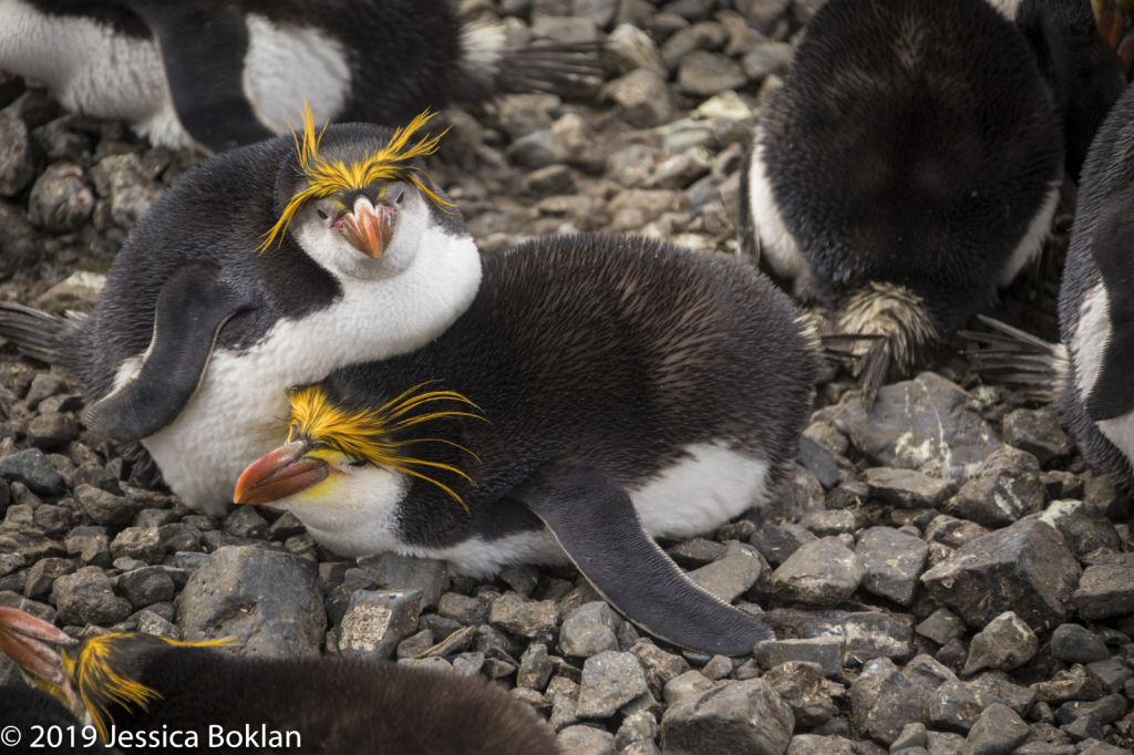 Nesting Royal Penguins