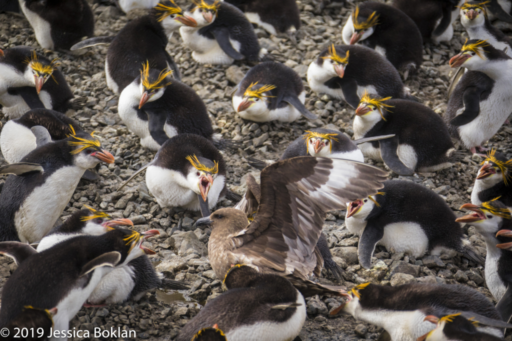 Nesting Royal Penguins Protecting Eggs from Skua