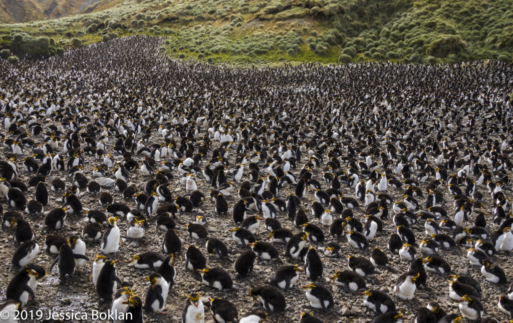 Royal Penguin Rookery