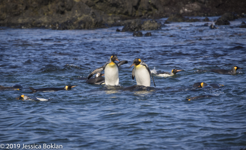 Supervised King Penguin Swimming