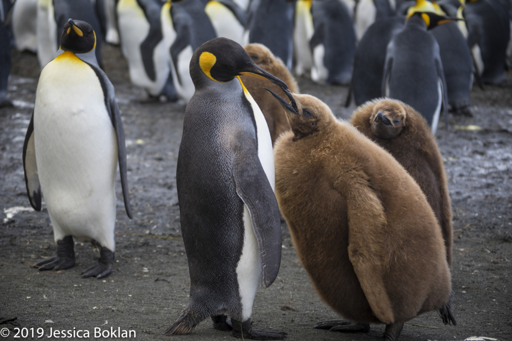 King Penguin Chick Nagging Parent for More Food