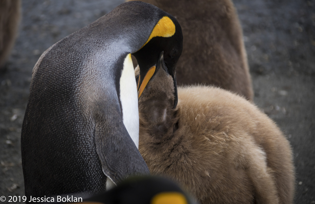 King Penguin Feeding Chick