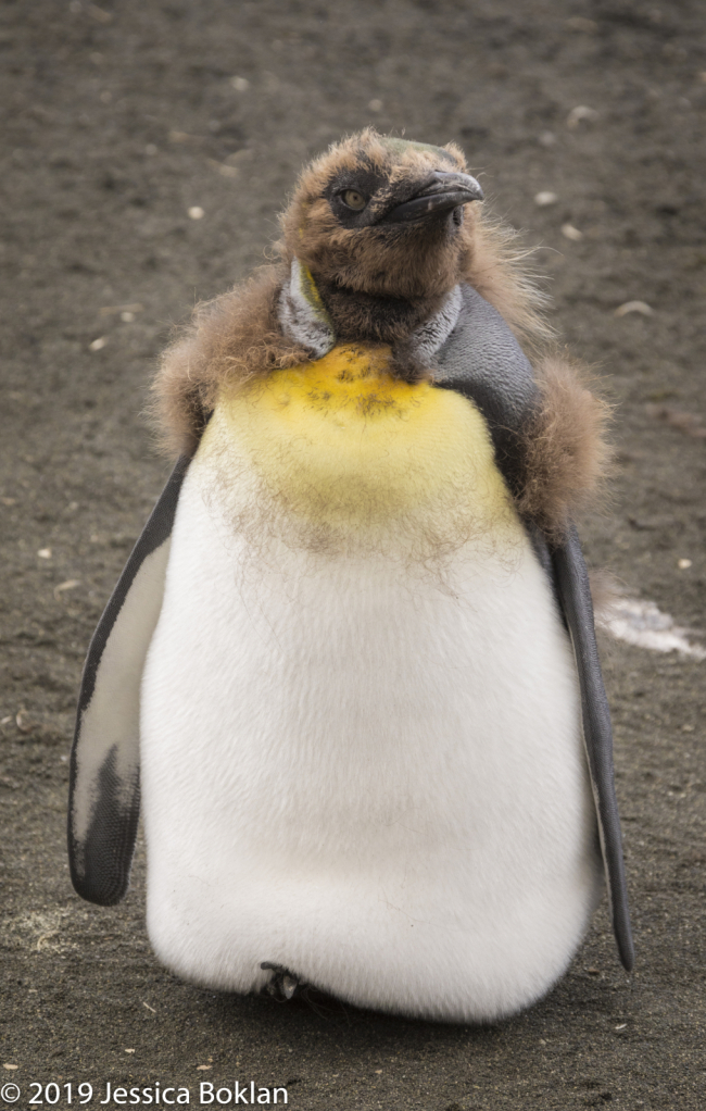 King Penguin Chick Molting