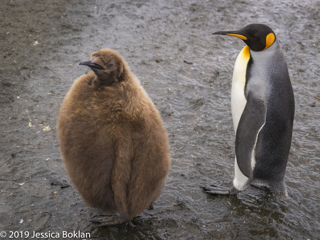 King Penguin with Chick