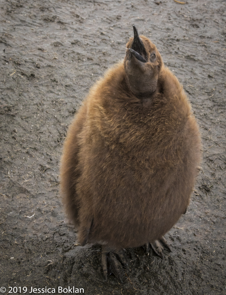 King Penguin Chick