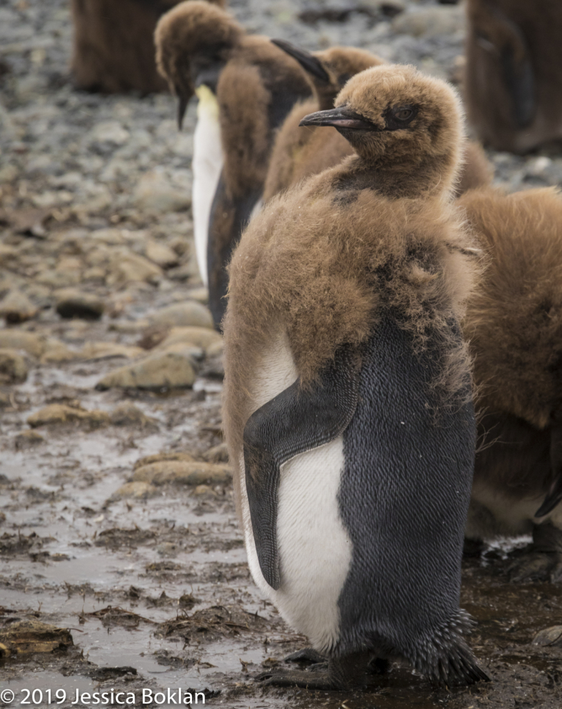 Molting King Penguin Chick