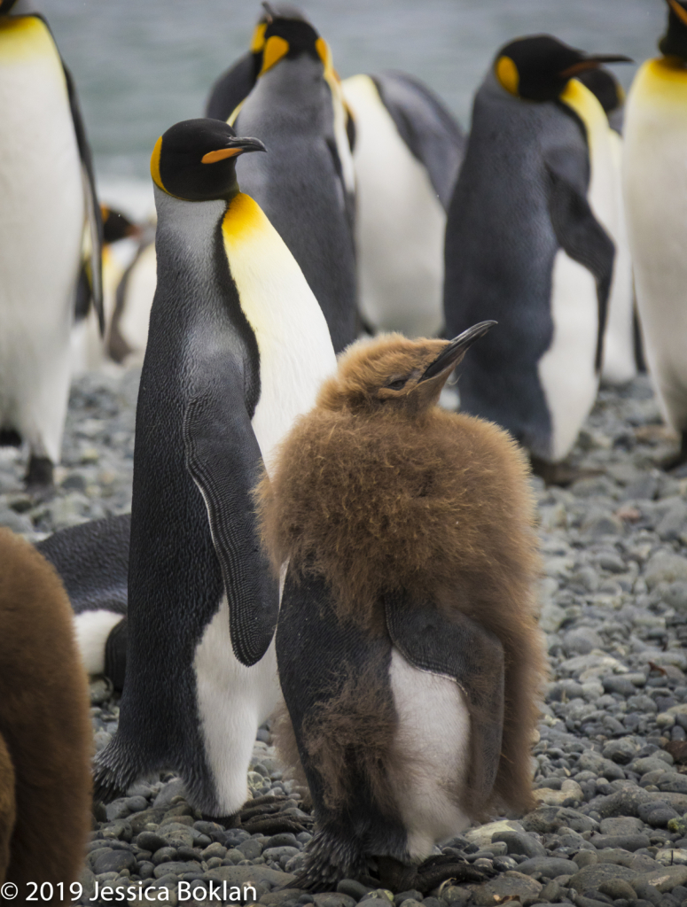 King Penguin with Molting Chick