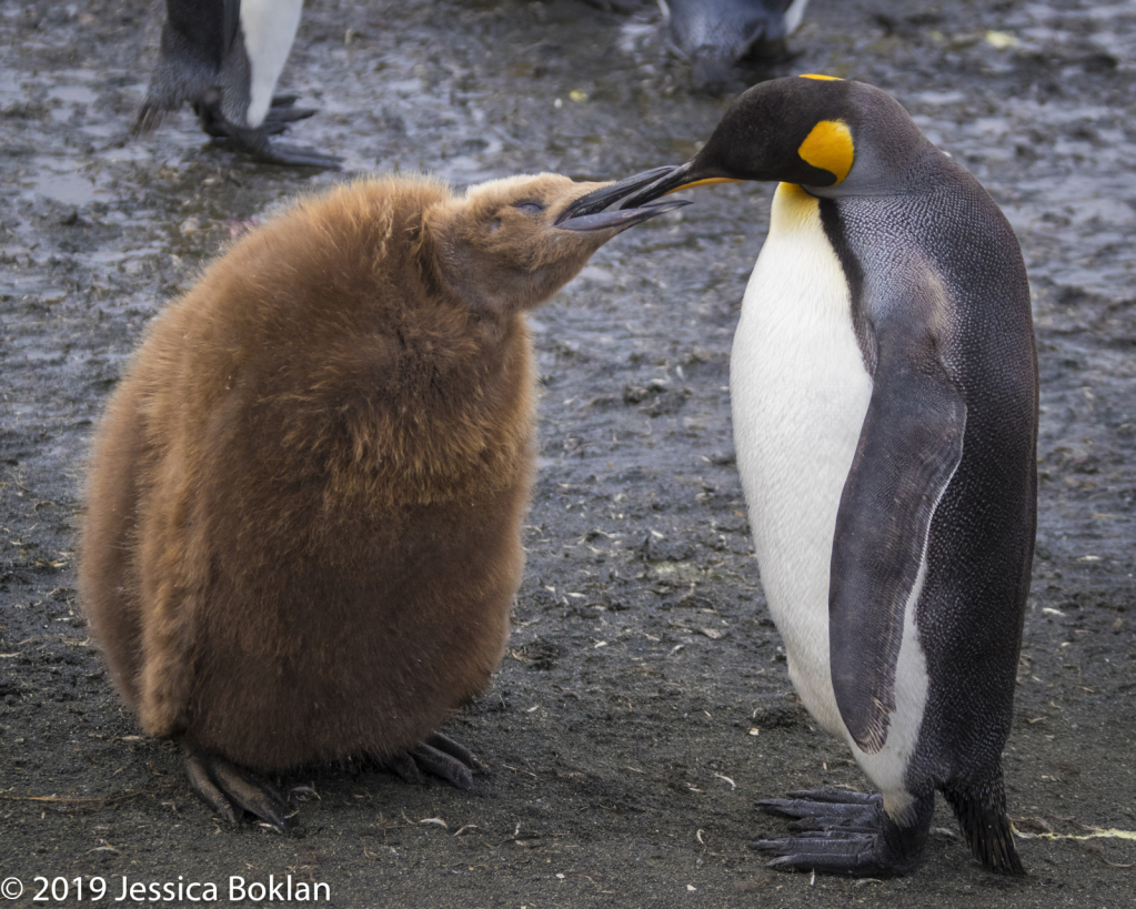 King Penguin Feeding Chick