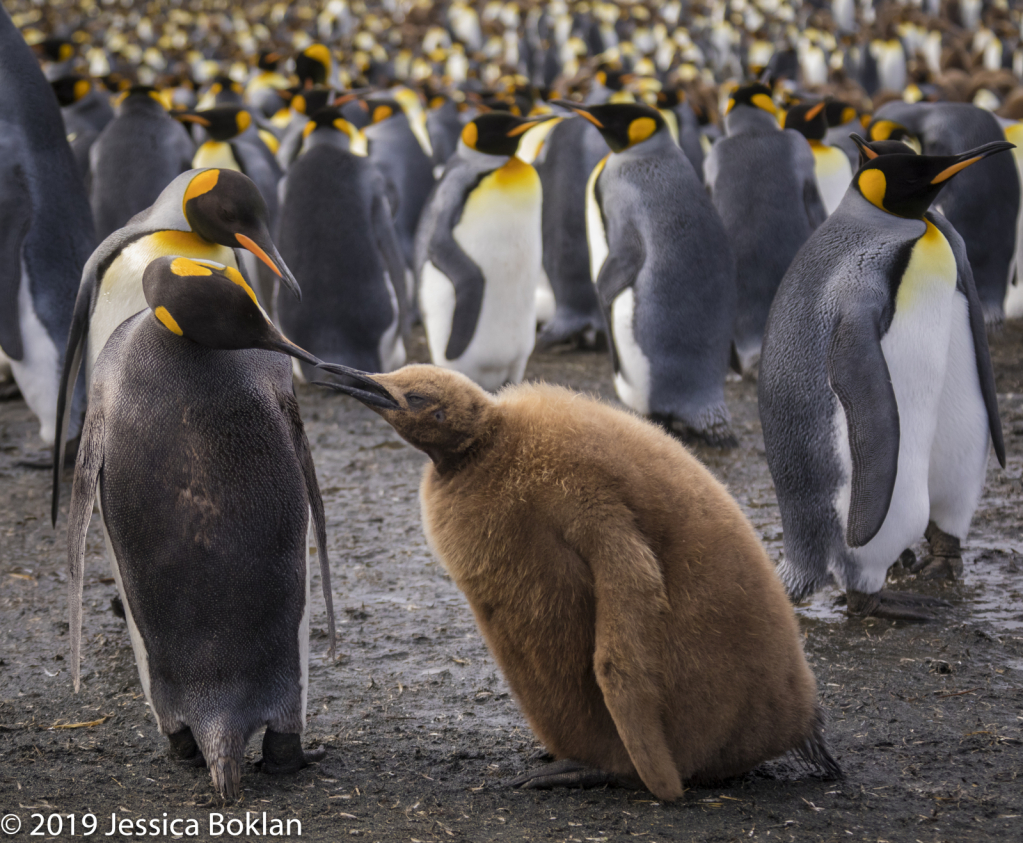 King Penguin Feeding Chick 