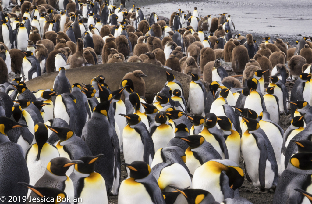 King Penguin Colony Surrounding Elephant Seal