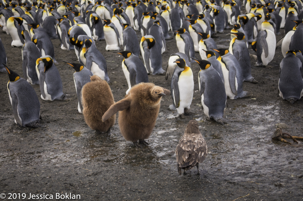 King Penguin Chick Attempting to Scare Away Skua
