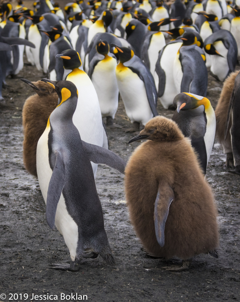 King Penguin and Chick with Molting Wing