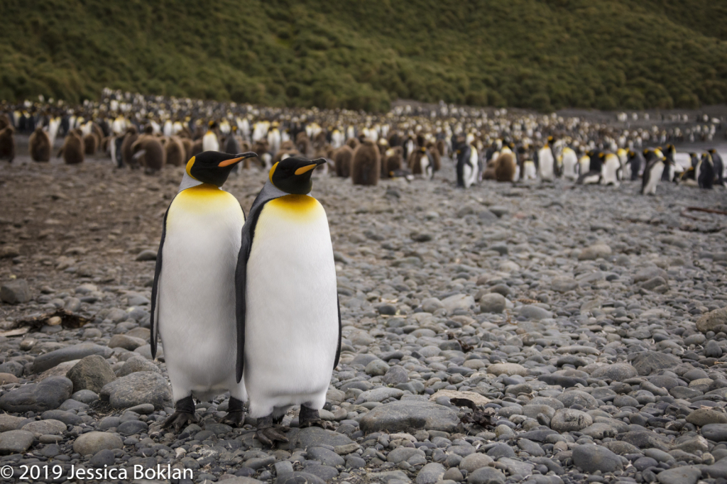 King Penguin Pair