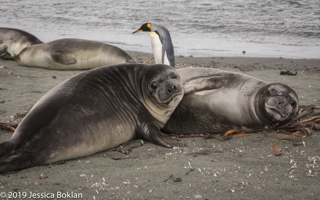 Elephant Seal Weaners with King Penguin