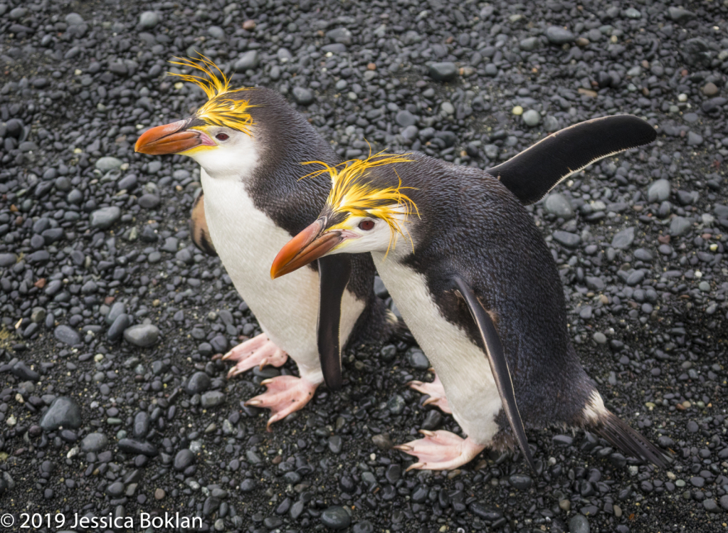 Royal Penguins Duo