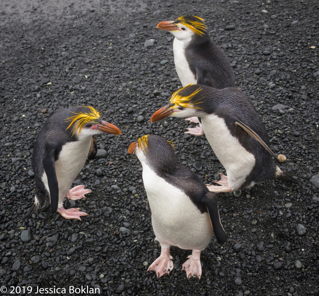 Royal Penguin Conference