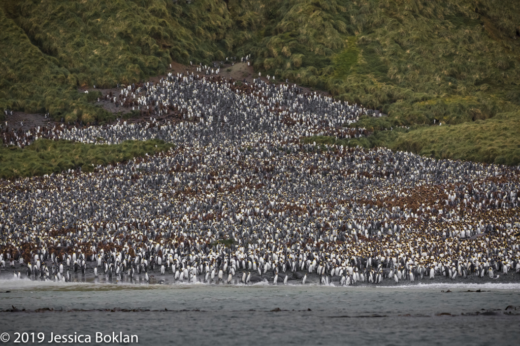 King Penguin Colony