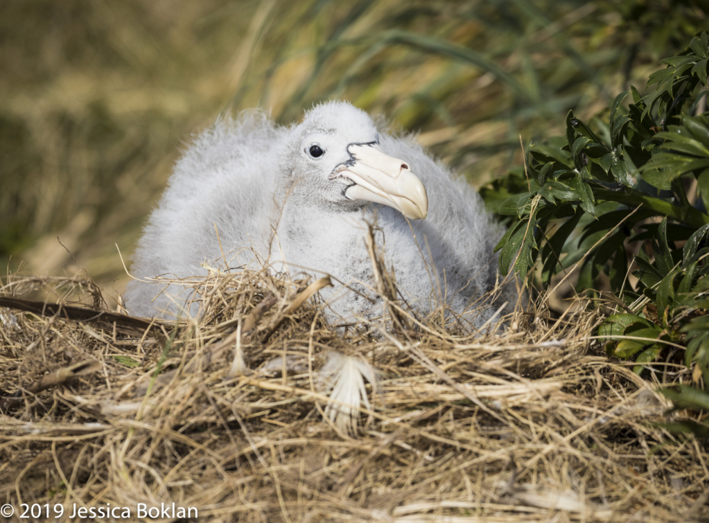 Northern Giant Petrel Chick on Nest  - Enderby Is.