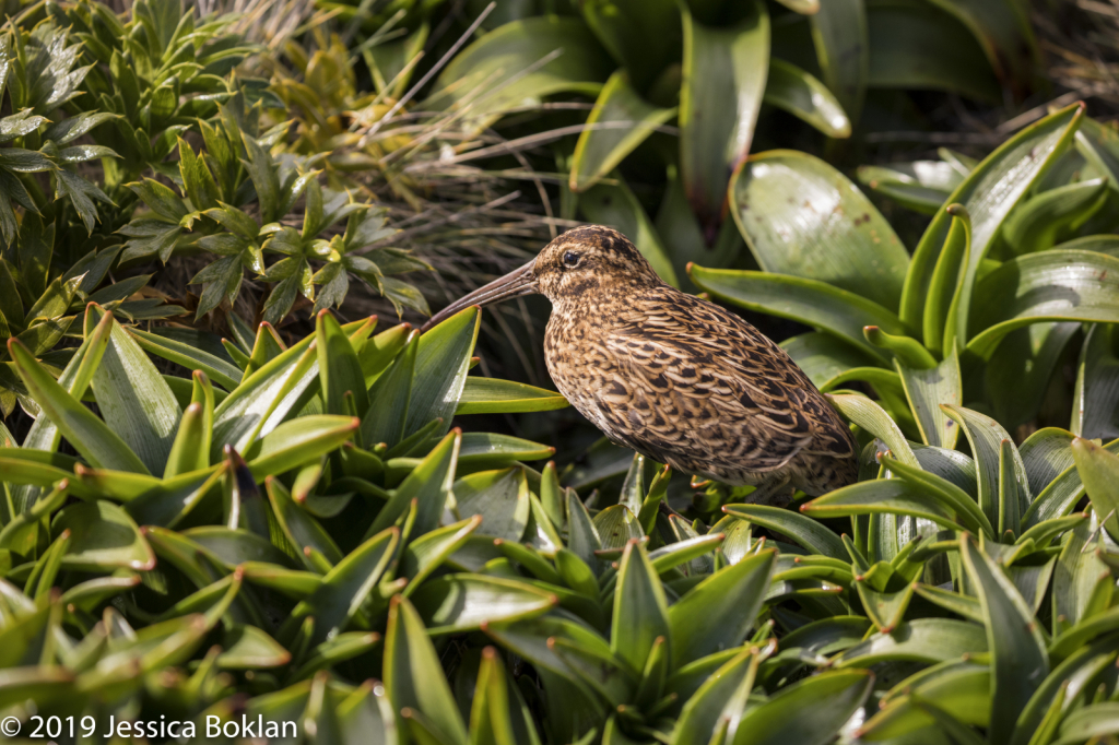 Subantarctic Snipe  - Enderby Is.