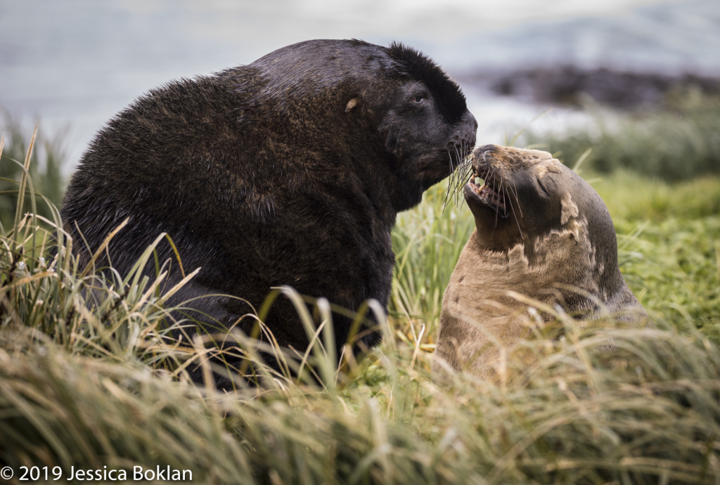 NZ Sea Lion Couple  - Enderby Is.