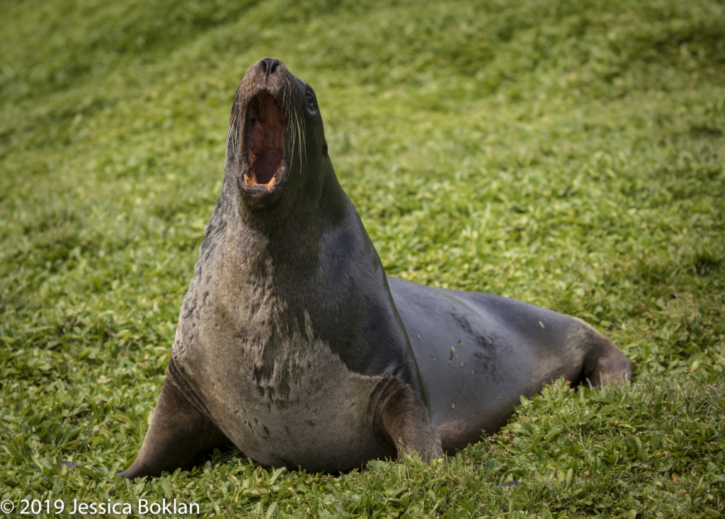 NZ Seal Lion Male  - Enderby Is.