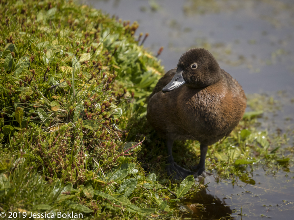 Auckland Island Flightless Teal  - Enderby Is.