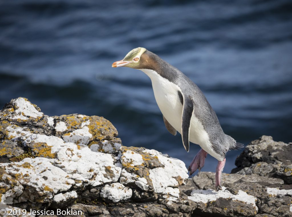 Yellow-Eyed Penguin Jumping - Enderby Is.