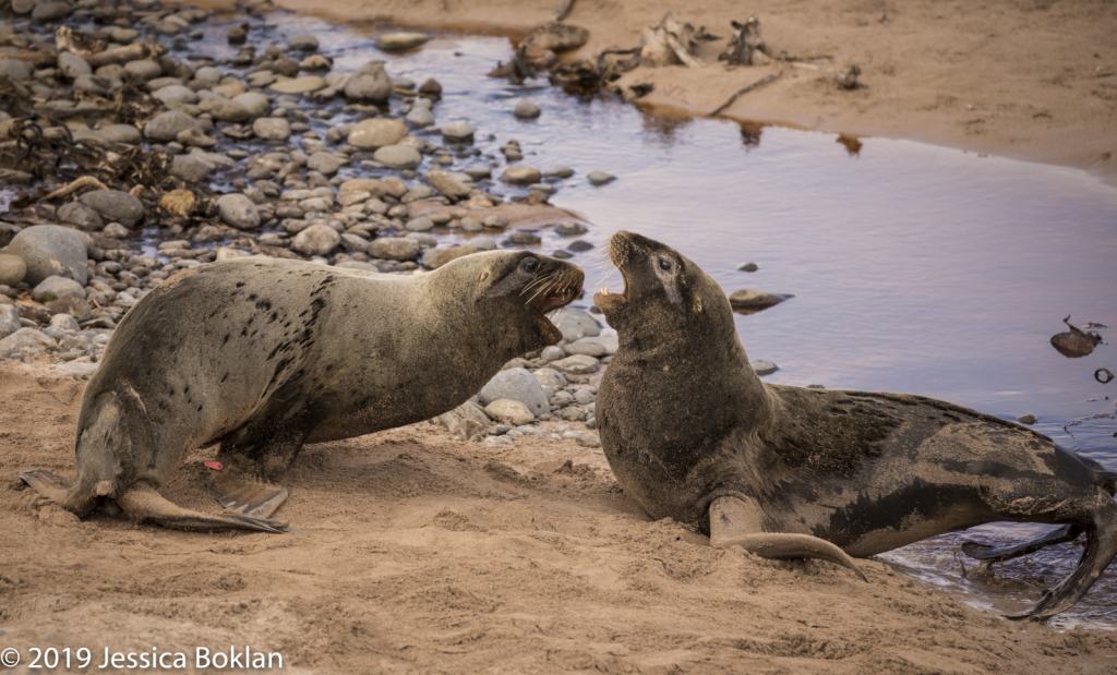 Male NZ Sea Lions Fighting - Enderby Is.