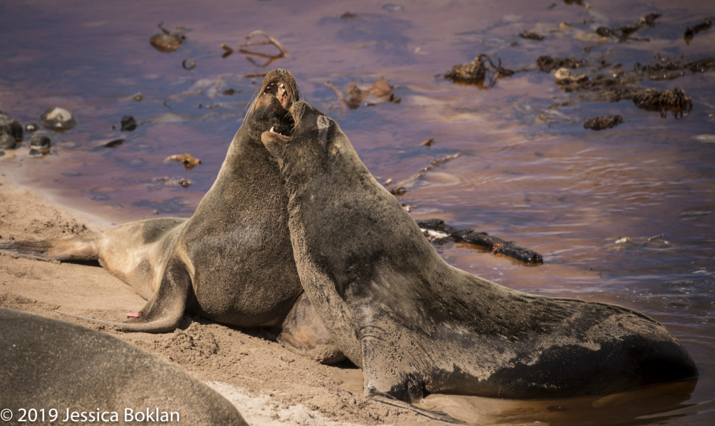 Male NZ Sea Lions Fighting - Enderby Is.