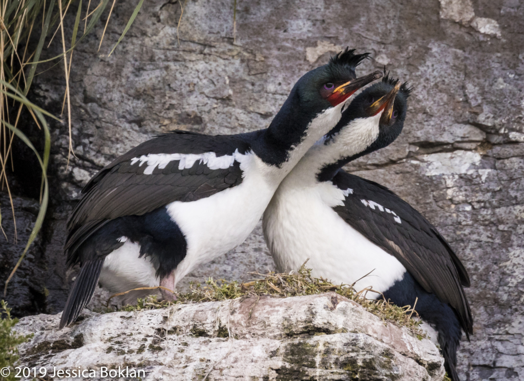 Auckland Islands Shags - Enderby Is.