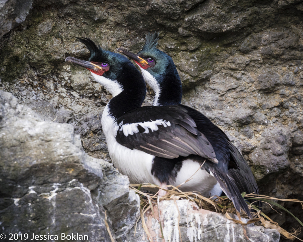 Auckland Islands Shags- Enderby Is.