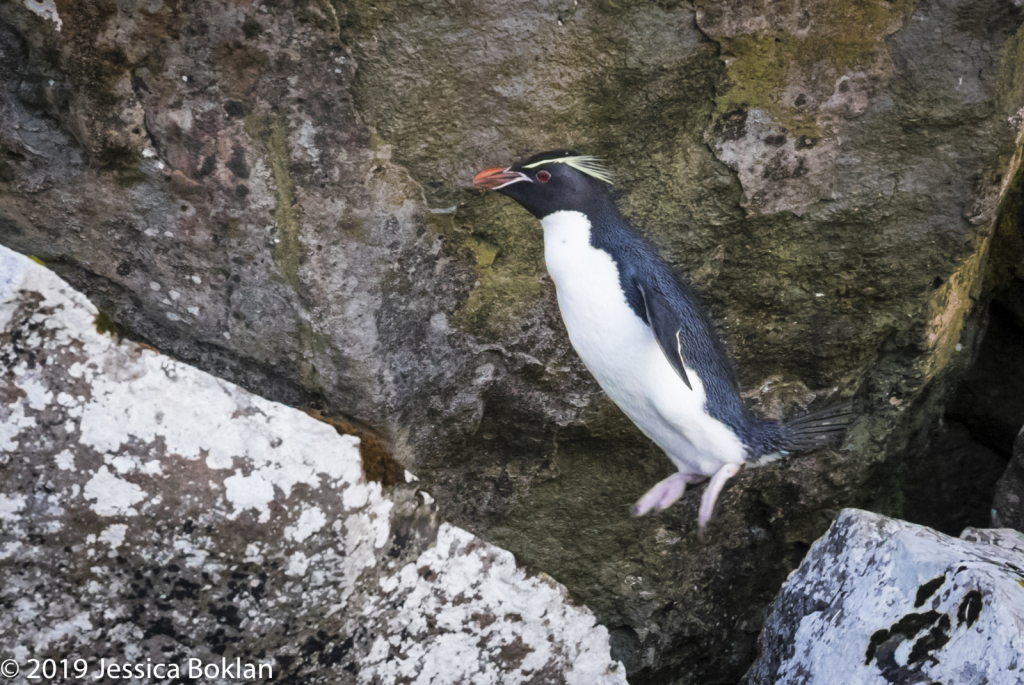 Eastern Rockhopper Penguin in Flight - Enderby Is.
