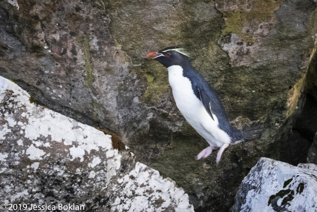 Eastern Rockhopper Penguin in Flight - Enderby Is.