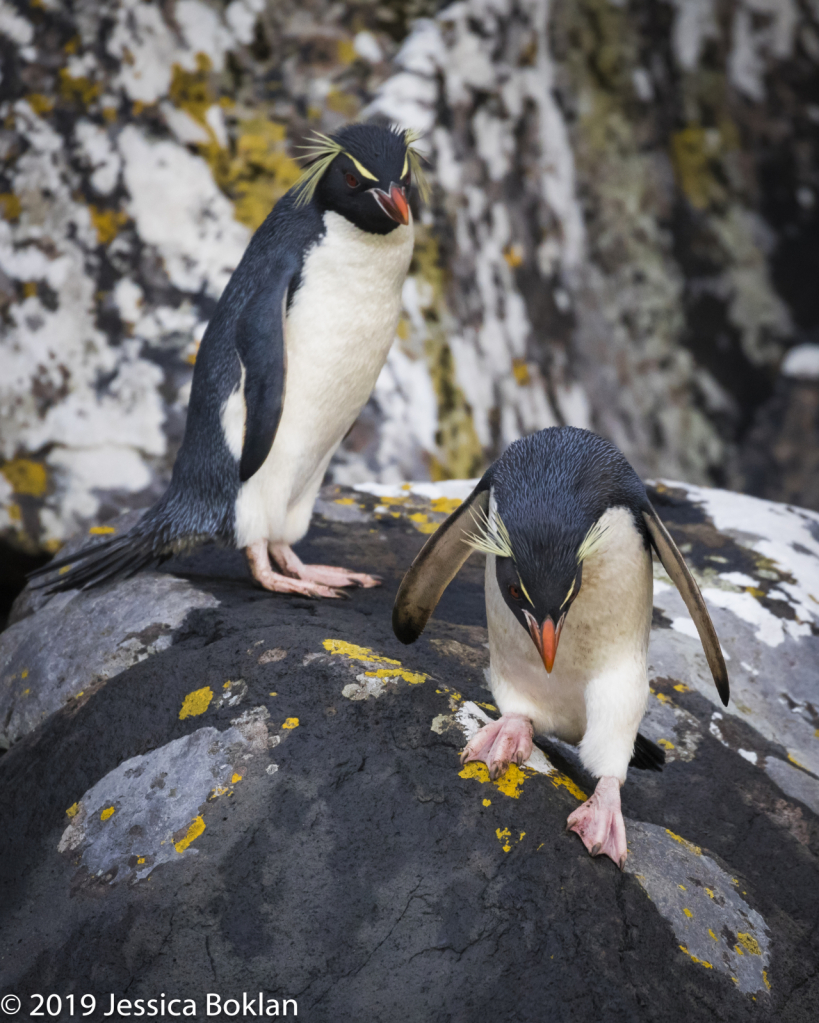 Eastern Rockhopper Penguins- Enderby Is.
