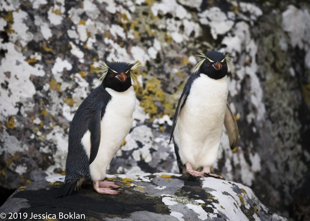 Eastern Rockhopper Penguins - Enderby Is.