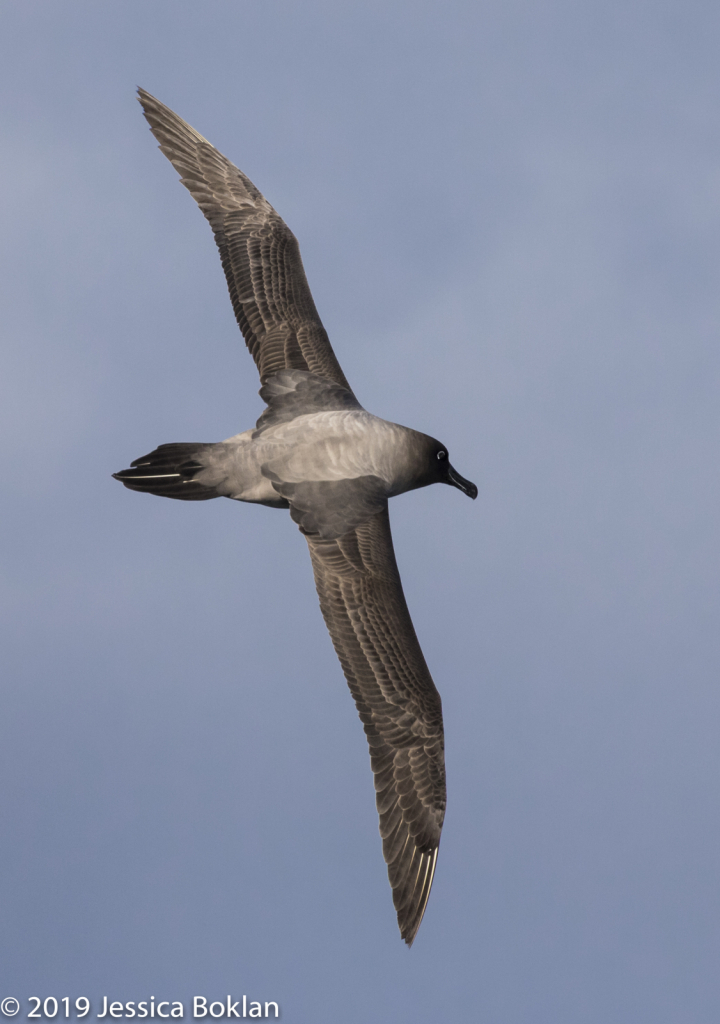 Light-Mantled Sooty Albatross