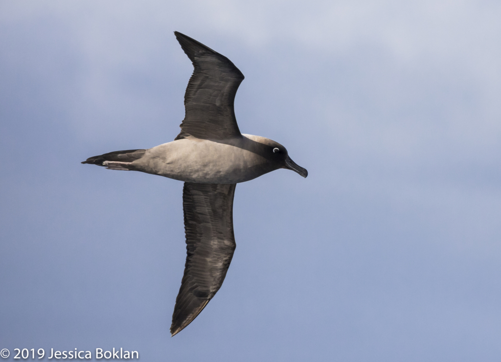 Light-Mantled Sooty Albatross