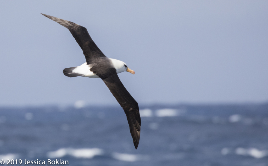 Campbell Island Albatross