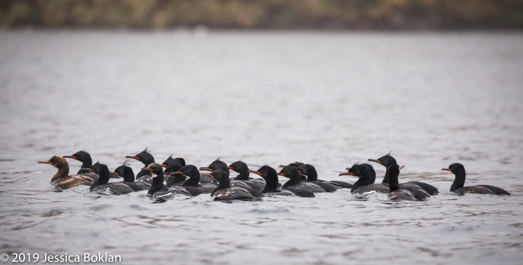 Campbell Island Shag Raft Led by Juvenile