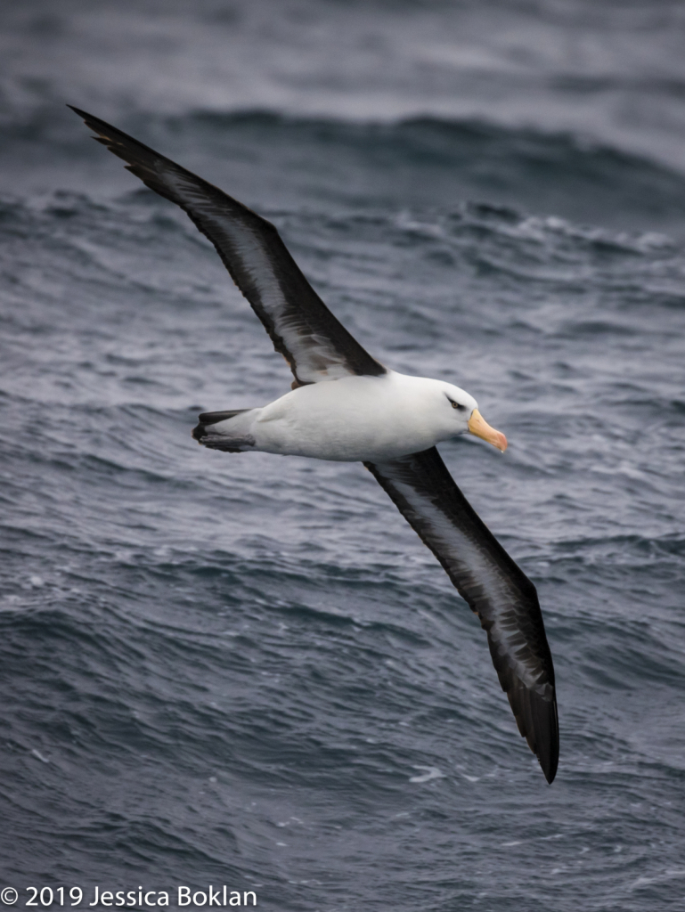 Campbell island Albatross