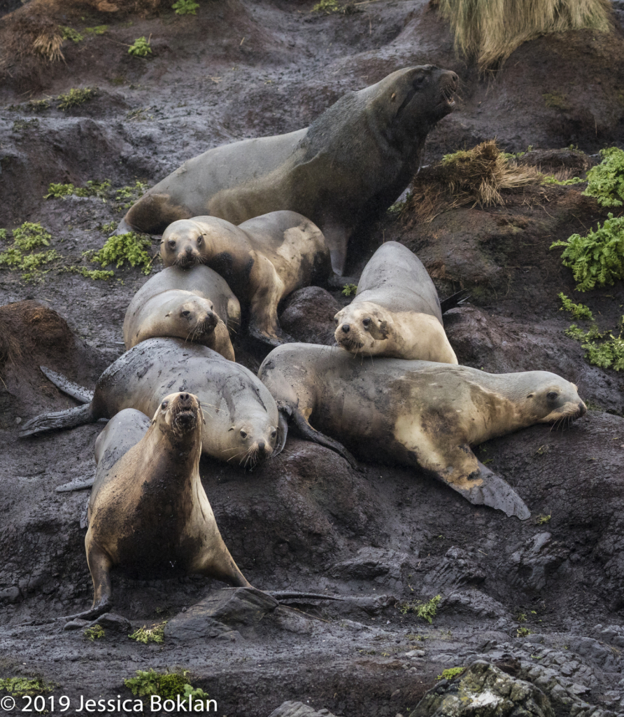 NZ Sea Lion Male with Harem - Campbell Is.